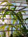 Indoor plants